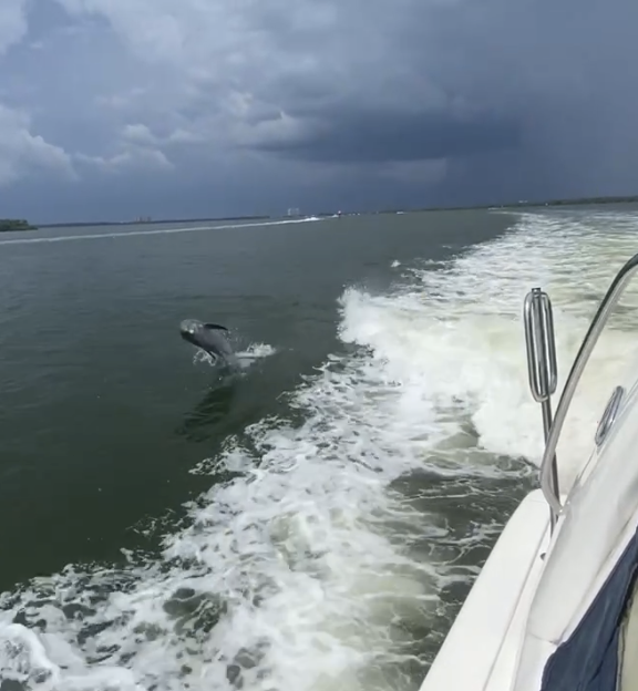 Dolphin spotted from River Skipper II on Manatee River