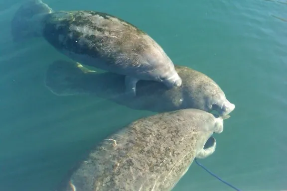 Manatee spotted in the Manatee River on guided tour